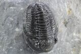 Four Gerastos Trilobite Fossils With Cyphaspis - Morocco #356906-5